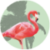 flamingo